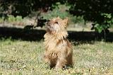 NORWICH TERRIER 041